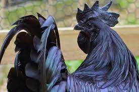 Male ayam Cemani on display in farm space