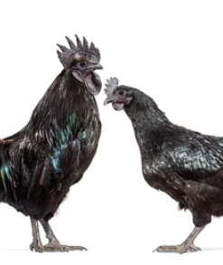 AYAM CEMANI CHICKEN FOR SALE