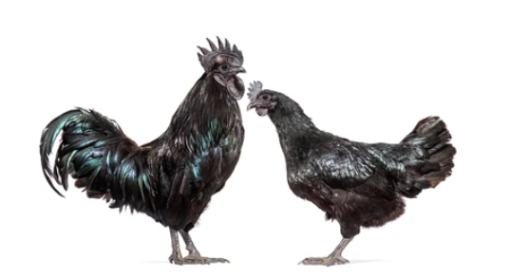 AYAM CEMANI CHICKEN FOR SALE