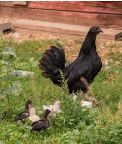 Female Ayam Cemani Chicken