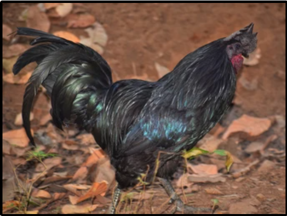 Ayam Cemani Rooster in the farm