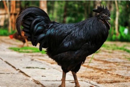 Ayam Cemani in a client's yard