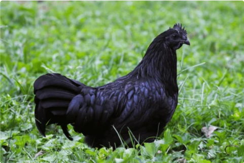 Ayam Cemani Hen standing alone in the farm space