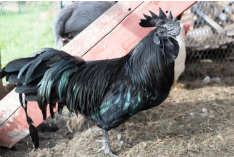 Ayam Cemani male in the poultry yard