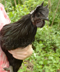 Male Ayam Cemani Chicken