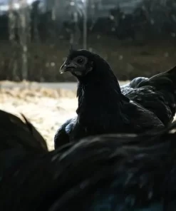 Ayam Cemani birds in the feeding space