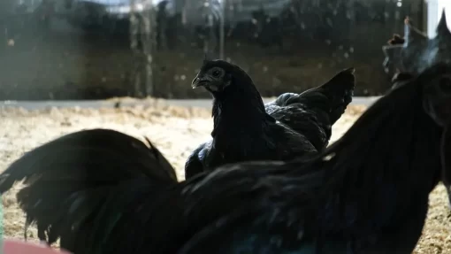 Ayam Cemani birds in the feeding space